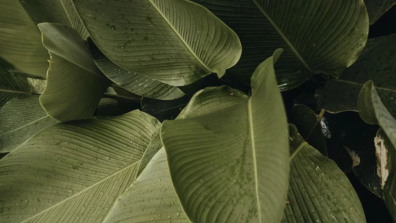 Green leaf symbolizing the benefits of natural skincare and eco-friendly ingredients, featured in a guide by Alux Cosmetics.