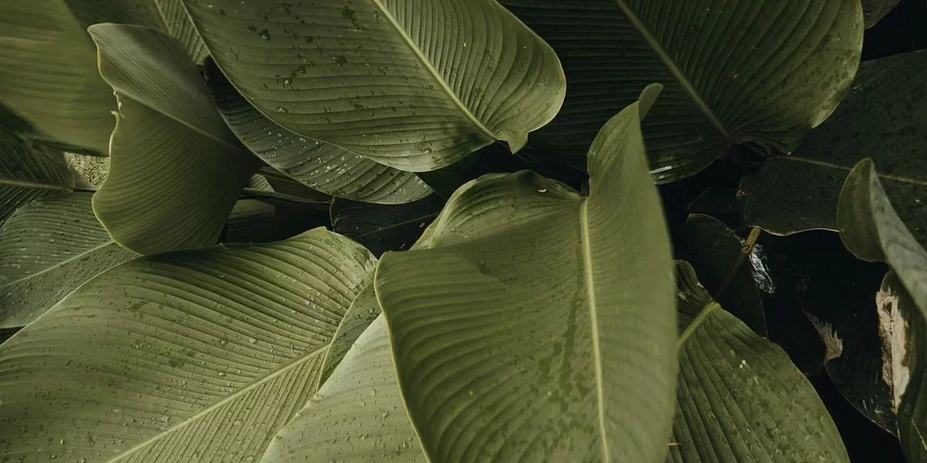 Green leaf symbolizing the benefits of natural skincare and eco-friendly ingredients, featured in a guide by Alux Cosmetics.